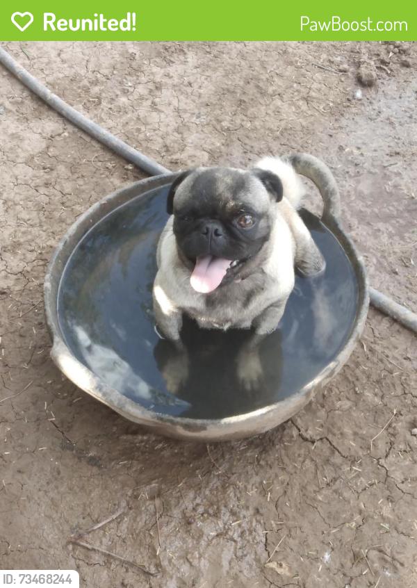 Reunited Female Dog last seen Cibola Heights, Yuma, AZ 85364