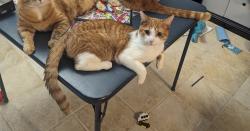 Lost Male Cat last seen Coventry Circle and Ridgemire, Lancaster, OH 43130