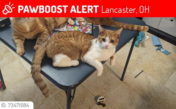 Lost Male Cat last seen Coventry Circle and Ridgemire, Lancaster, OH 43130