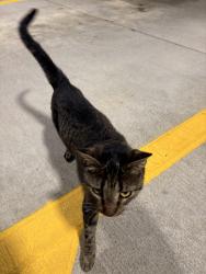 Found/Stray Female Cat last seen chick fil a, Hope Mills, NC 28348