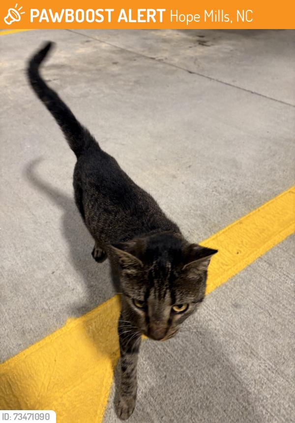 Found/Stray Female Cat last seen chick fil a, Hope Mills, NC 28348