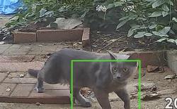 Found/Stray Unknown Cat last seen 99th street and 62nd drive, Queens, NY 11374