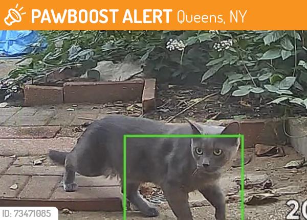 Found/Stray Unknown Cat last seen 99th street and 62nd drive, Queens, NY 11374