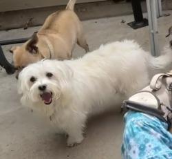 Reunited Male Dog last seen Louisiana and Seneca Ct, Denver, CO 80223