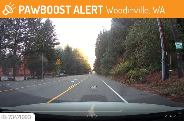 Found/Stray Unknown Dog last seen Near the elementary school, Woodinville, WA 98077