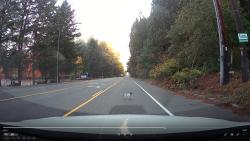 Found/Stray Unknown Dog last seen Near the elementary school, Woodinville, WA 98077