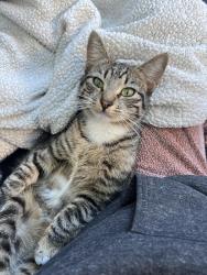 Found/Stray Female Cat last seen Belmont by the Vern, Portland, OR 97214