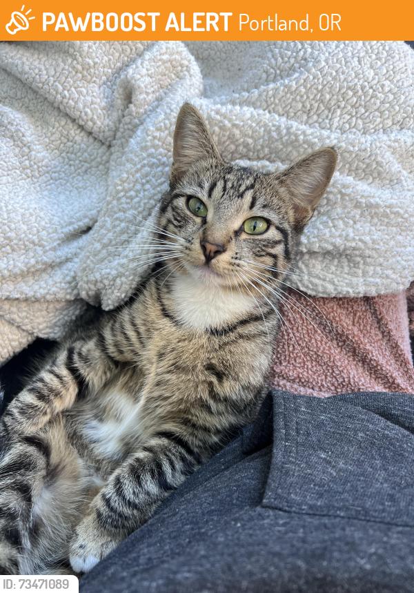 Found/Stray Female Cat last seen Belmont by the Vern, Portland, OR 97214