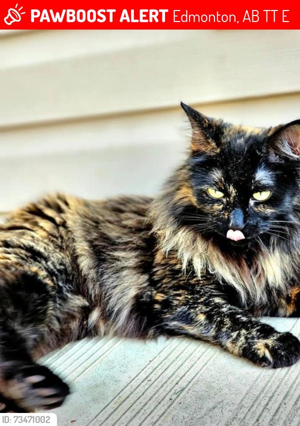 Lost Female Cat last seen Near 91ave belmead area, Edmonton, AB T5T 2E2