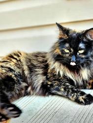 Lost Female Cat last seen Near 91ave belmead area, Edmonton, AB T5T 2E2