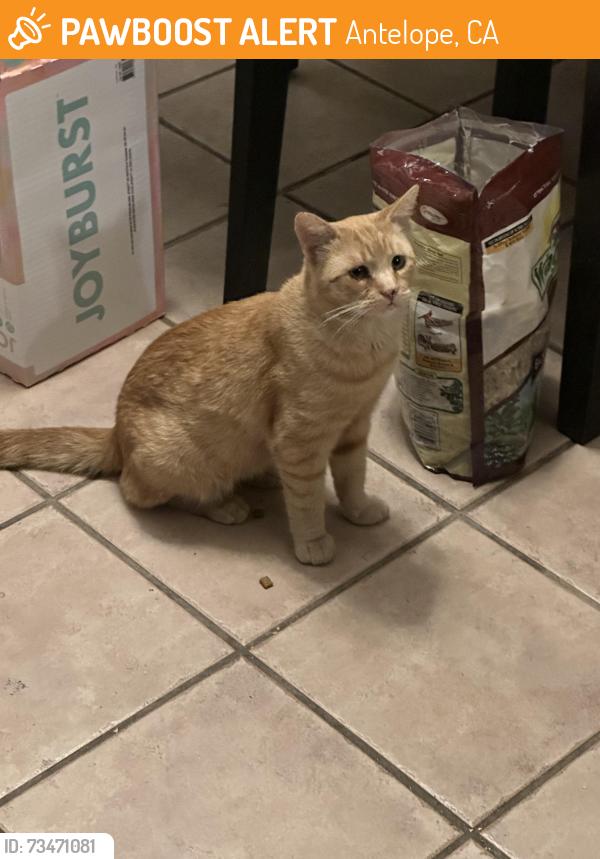 Found/Stray Male Cat last seen Antelope and Watt, Antelope, CA 95843