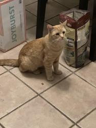 Found/Stray Male Cat last seen Antelope and Watt, Antelope, CA 95843