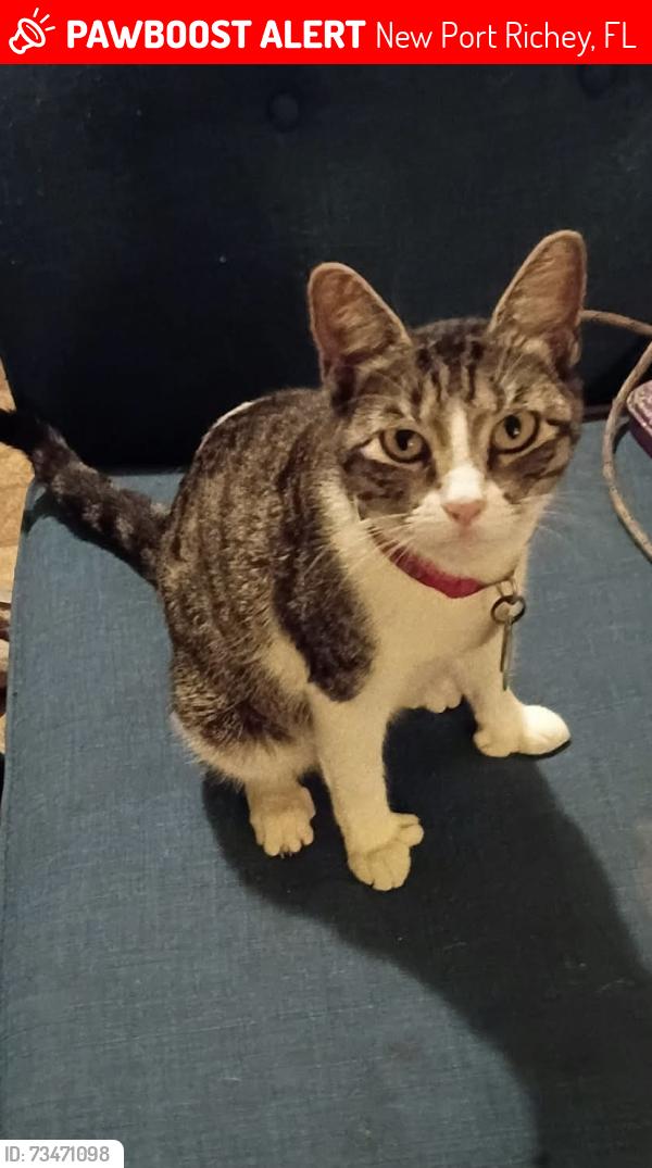 Lost Female Cat last seen Trouble creek, New Port Richey, FL 34652