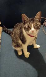 Lost Female Cat last seen Trouble creek, New Port Richey, FL 34652