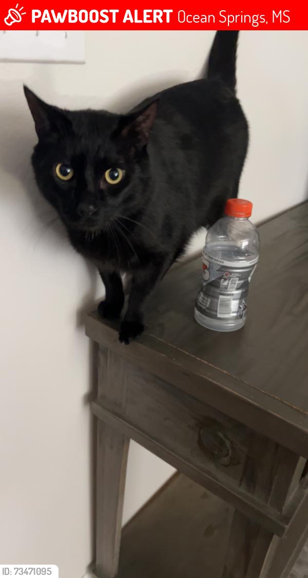 Lost Male Cat last seen Ocean springs, Ocean Springs, MS 39564
