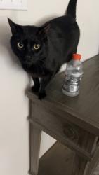Lost Male Cat last seen Ocean springs, Ocean Springs, MS 39564