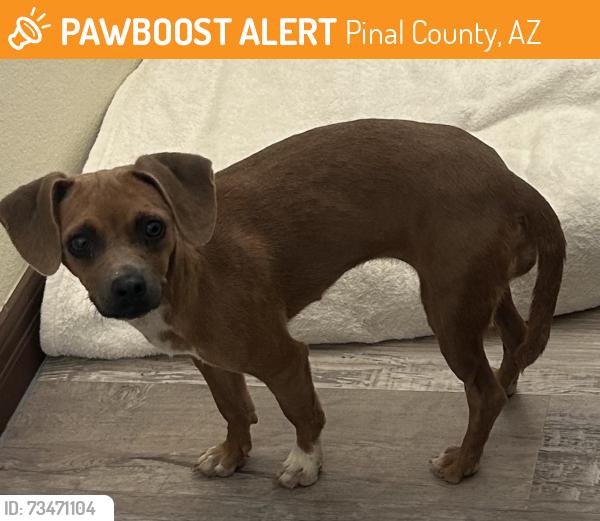 Found/Stray Female Dog last seen Felix and Roberts Rd, Pinal County, AZ 85143
