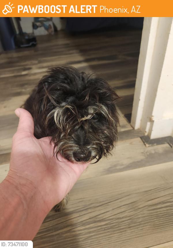 Found/Stray Female Dog last seen Buckeye Rd and 43rd Ave, Phoenix, AZ 85009