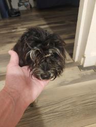 Found/Stray Female Dog last seen Buckeye Rd and 43rd Ave, Phoenix, AZ 85009