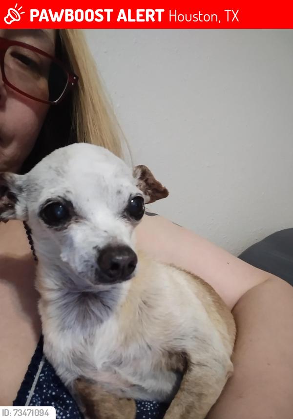Lost Male Dog last seen Greenyard and Sacaton Dr Lincoln Green South, Houston, TX 77086