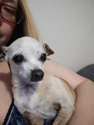 Lost Male Dog last seen Greenyard and Sacaton Dr Lincoln Green South, Houston, TX 77086
