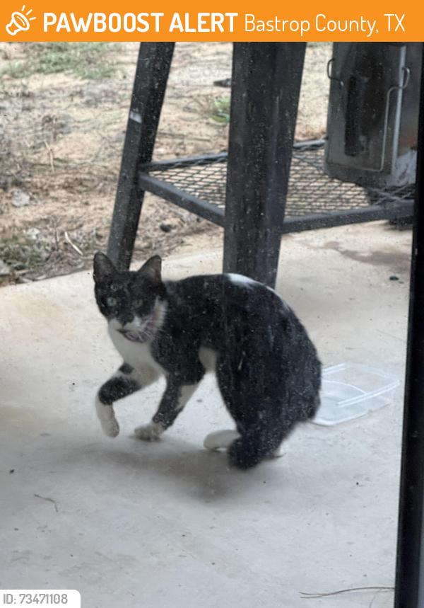 Found/Stray Unknown Cat last seen Pahalawe Ln, Bastrop County, TX 78602