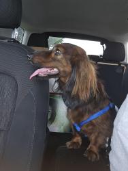 Reunited Male Dog last seen Sherburne Ave and Dale Street, Saint Paul, MN 55103