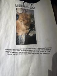 Lost Male Cat last seen Kroger, Huntsville, AL 35802
