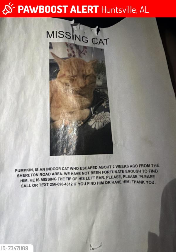 Lost Male Cat last seen Kroger, Huntsville, AL 35802