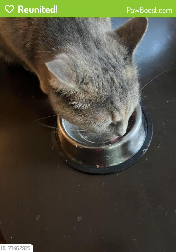 Reunited Female Cat last seen Loblolly Ct, winston Salem NC, Winston-Salem, NC 27107