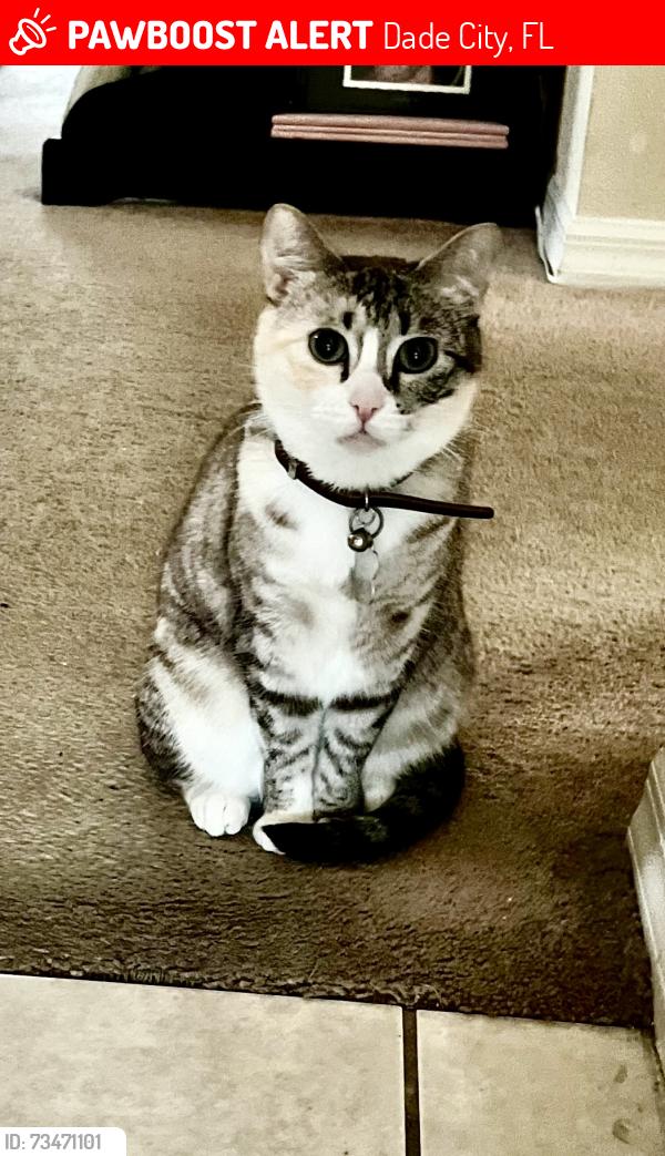 Lost Female Cat last seen Happy Hill Rd, Dade City, FL 33525