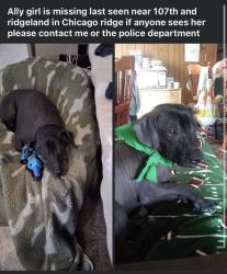 Lost Female Dog last seen 107th & Ridgeland, Chicago Ridge, IL 60415