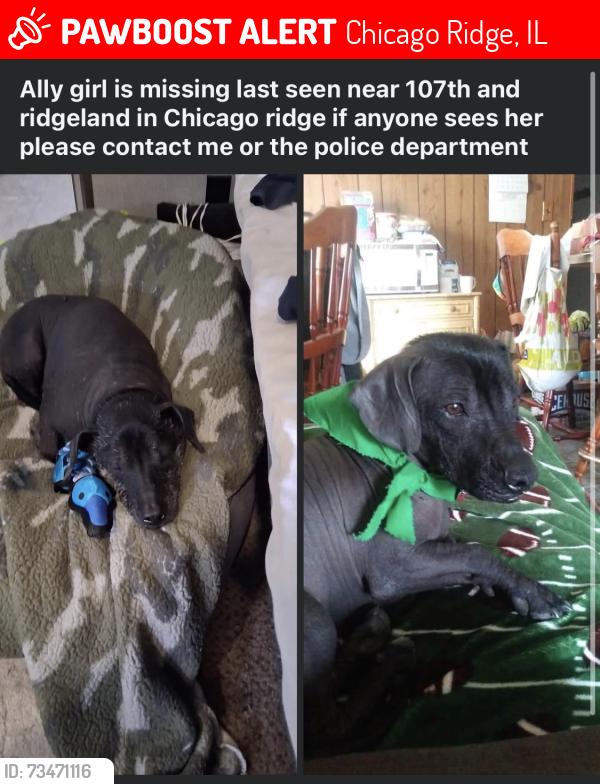 Lost Female Dog last seen 107th & Ridgeland, Chicago Ridge, IL 60415