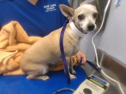 Shelter Stray Female Dog last seen COUNTRY PLACE BLVD AND MELON LN, 2500 S 27th Ave, Phoenix, AZ 85009, USA
