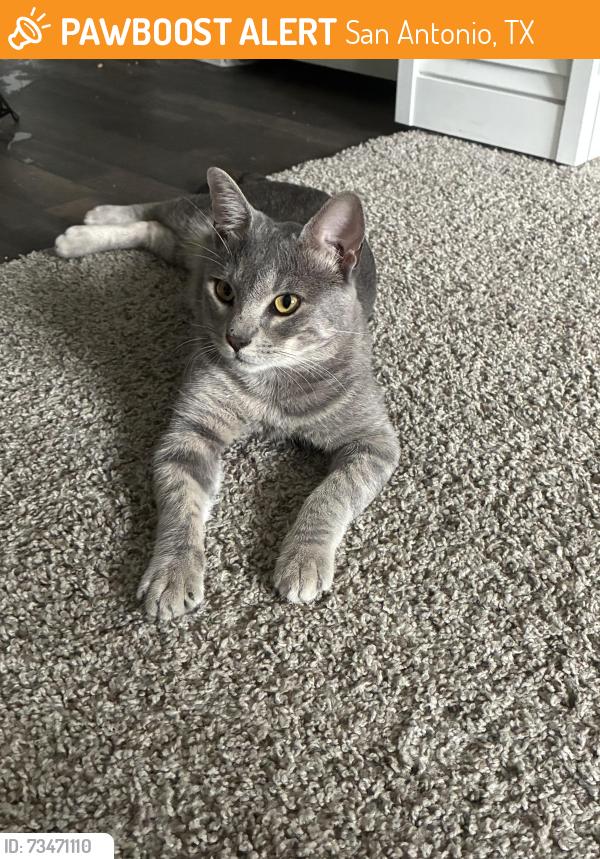 Found/Stray Male Cat last seen Stonehill at Pipers Creek, San Antonio, TX 78251