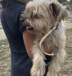 Found/Stray Male Dog last seen Greenbriar park, Fort Worth, TX 76115