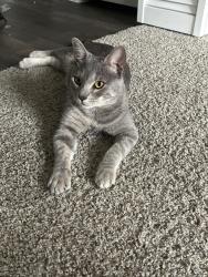 Found/Stray Male Cat last seen Stonehill at Pipers Creek, San Antonio, TX 78251