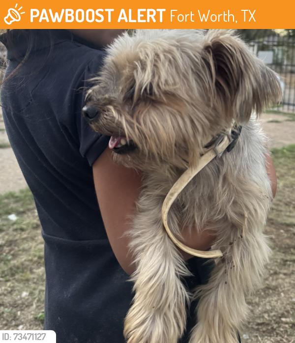 Found/Stray Male Dog last seen Greenbriar park, Fort Worth, TX 76115