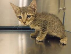 Shelter Stray Female Cat last seen Near BLOCK SW 189TH TER, 3599 NW 79th Ave, Doral, FL 33122, USA