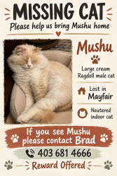 Lost Male Cat last seen Glenmore resevoir, Calgary, AB 