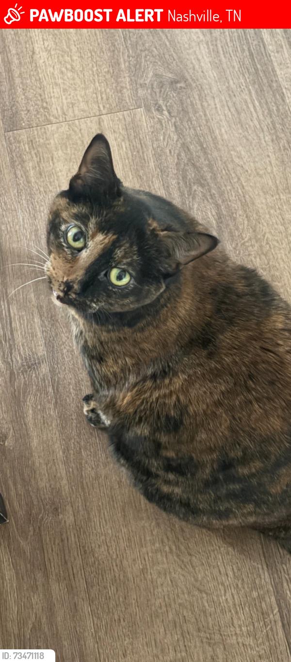 Lost Female Cat last seen Near Boost Fitness West Meade Highlands, Nashville, TN 37205