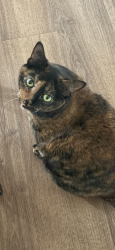 Lost Female Cat last seen Near Boost Fitness West Meade Highlands, Nashville, TN 37205
