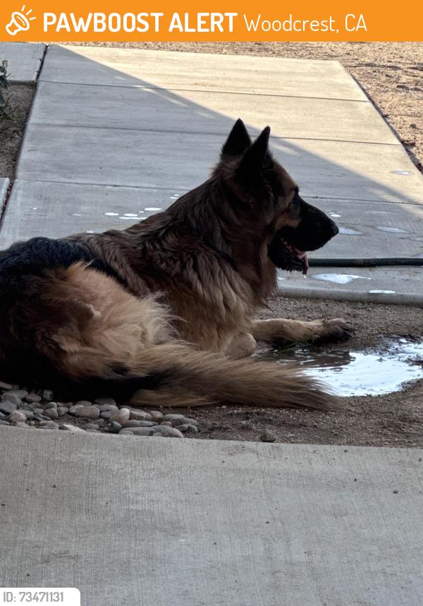 Found/Stray Unknown Dog last seen Burl Hollow & Nandina, Woodcrest, CA 92504