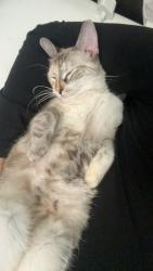 Lost Female Cat last seen Near Spokane and Linden, West Sacramento, CA 95691