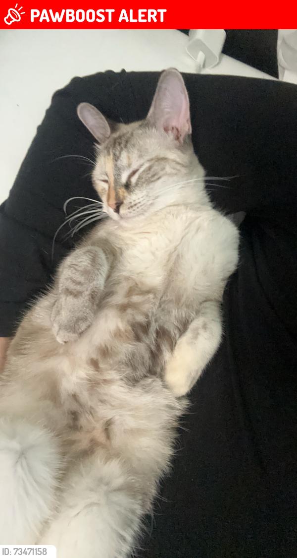 Lost Female Cat last seen Near Spokane and Linden, West Sacramento, CA 95691