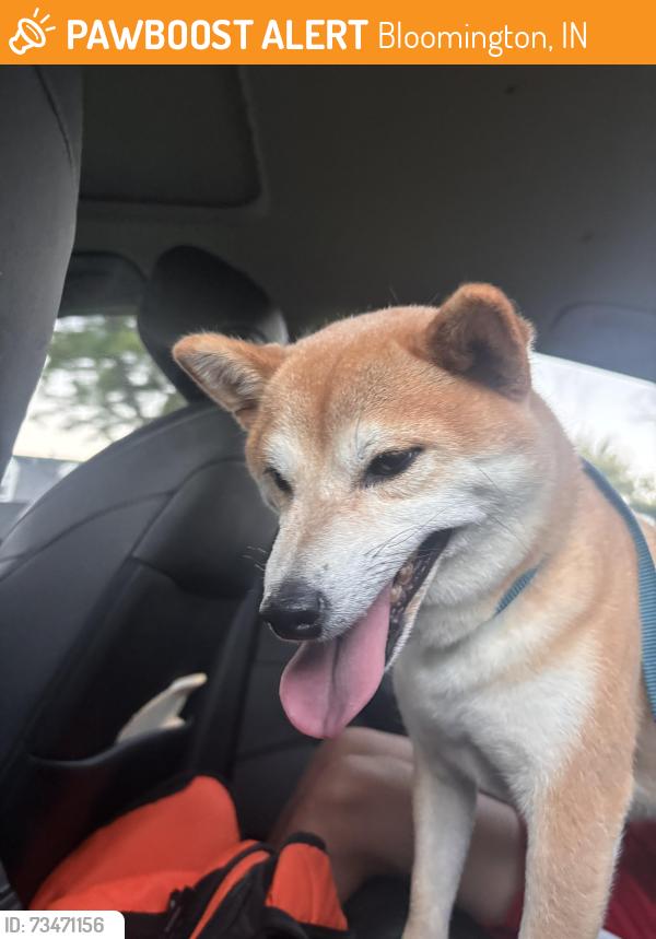 Found/Stray Female Dog last seen Jamie Lans and Benson Court, Bloomington, IN 47401