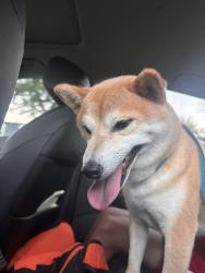 Found/Stray Female Dog last seen Jamie Lans and Benson Court, Bloomington, IN 47401