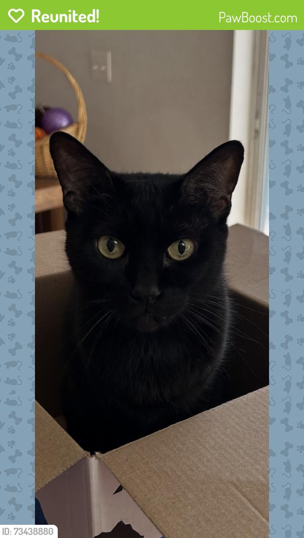 Reunited Female Cat last seen Staford and Naegelia, Citrus Springs, FL 34434