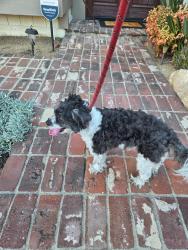 Reunited Unknown Dog last seen Country Club Drive and Golden Hills, La Verne, CA 91750