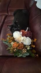 Reunited Female Cat last seen Park dr, Benbrook, TX 76126